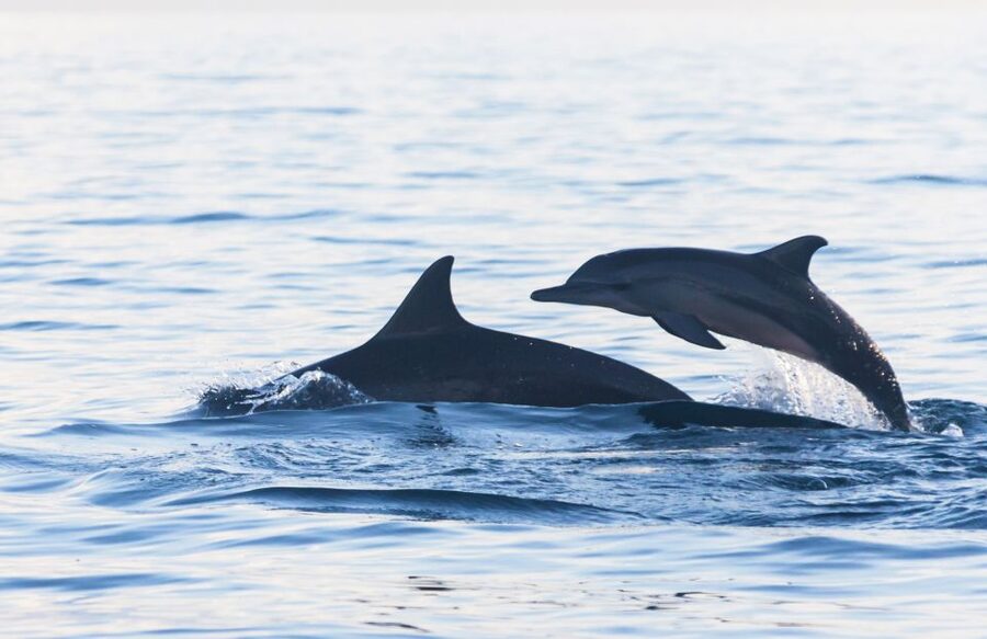 Fuengirola : 2 hours LUXURY Yacht Dolphin Trip DRINKS SNACKS - Who will enjoy this Fuengirola cruise