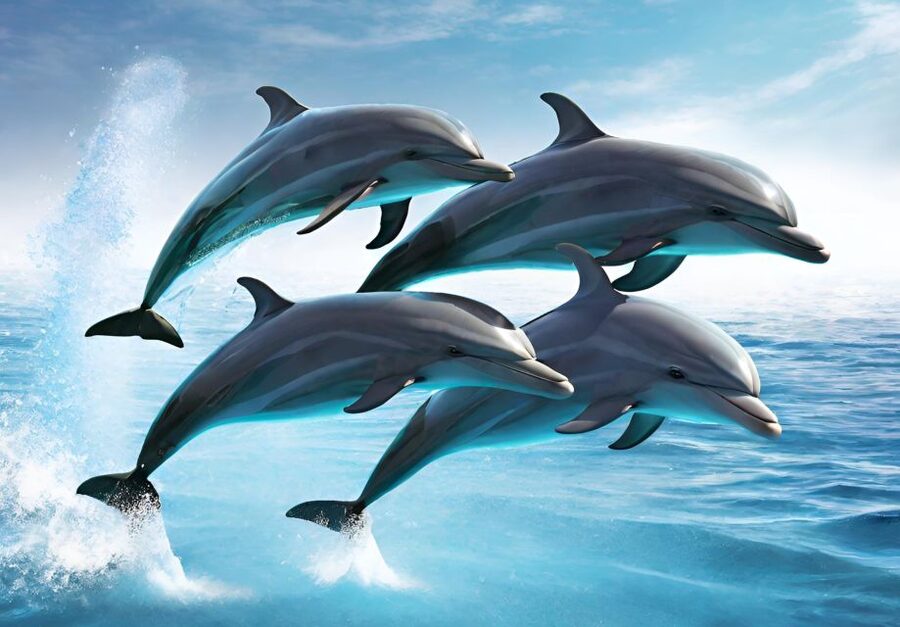 Fuengirola : 2 hours LUXURY Yacht Dolphin Trip DRINKS SNACKS - Should you book the Fuengirola yacht trip?