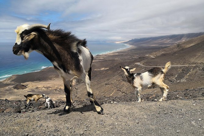 Fuerteventura: Cofete Beach and "Villa Winter" VIP Tour - Who should book this excursion?