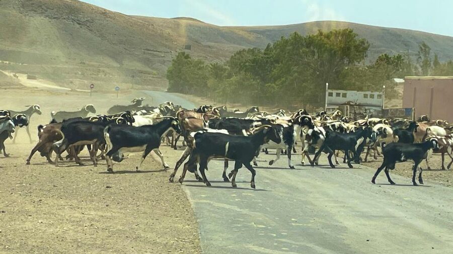 Fuerteventura: Island Highlights Guided VIP Sightseeing Tour - What the drive adds, and what it costs