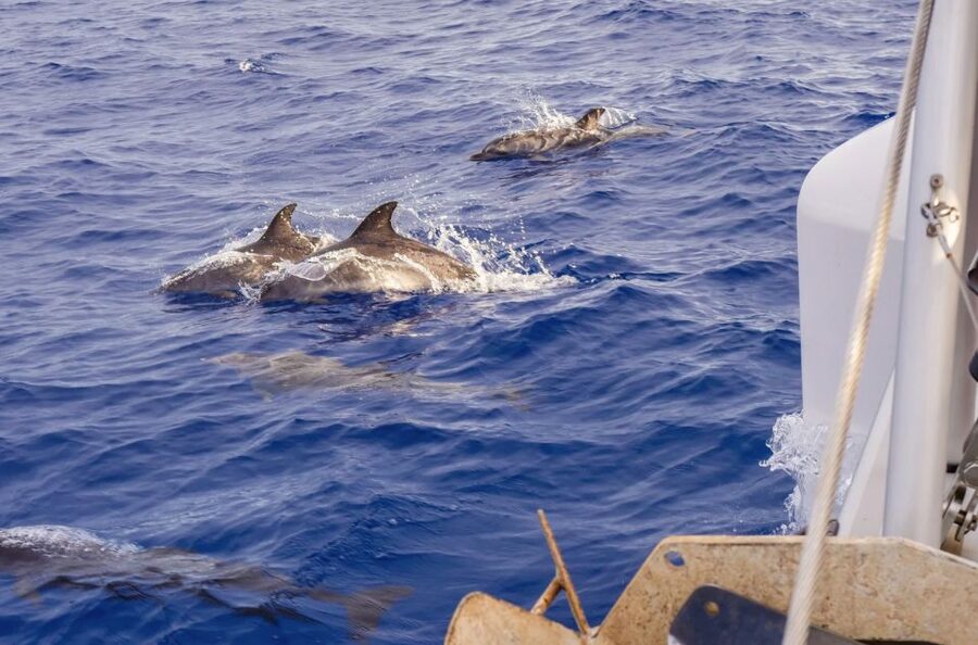 Funchal Bay: Dolphin & Whale Watch Luxury Catamaran Cruise - Cabo Girão and the swimming stop