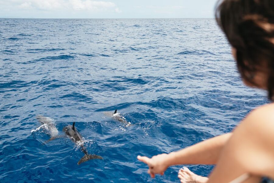 Funchal Bay: Dolphin & Whale Watch Luxury Catamaran Cruise - Who should choose this cruise?