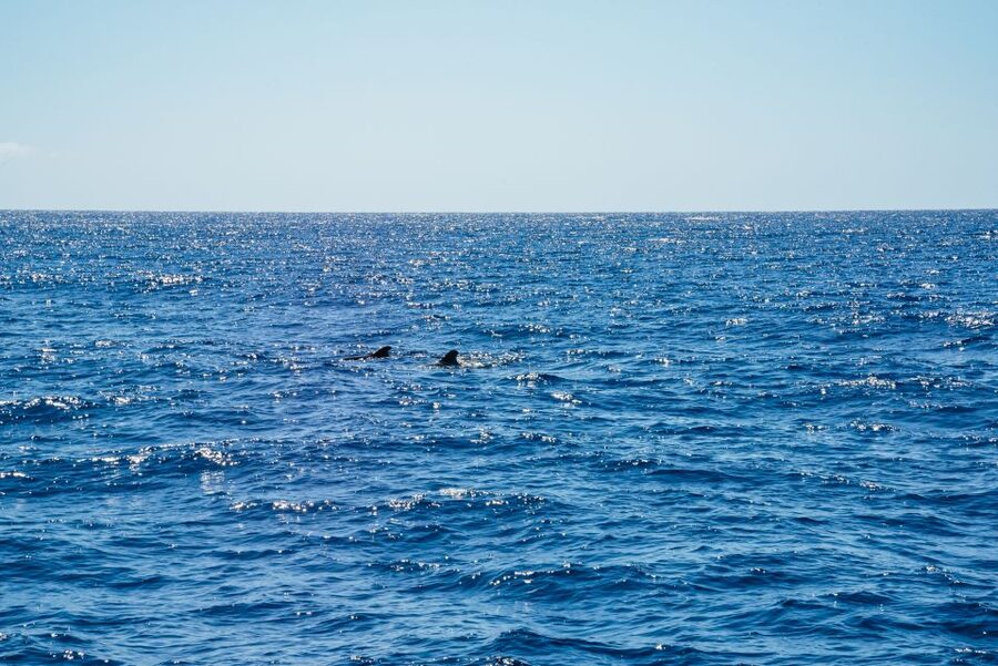 Funchal: Dolphin and Whale Watching by Luxury Catamaran - What This Catamaran Trip Is Really Like