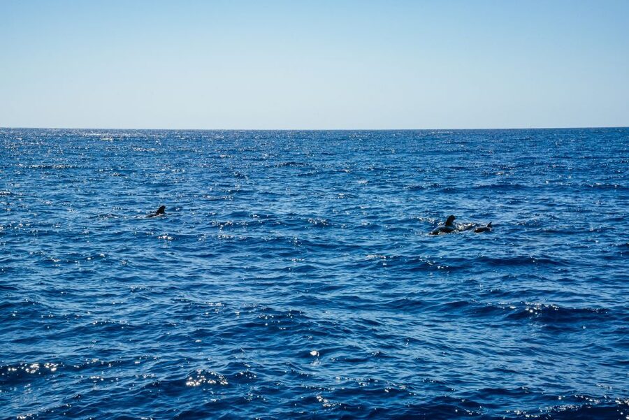 Funchal: Dolphin and Whale Watching by Luxury Catamaran - Cabo Girão From the Water