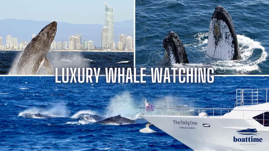 Gold Coast: Luxury Whale Watching Tour - Key points to know before booking