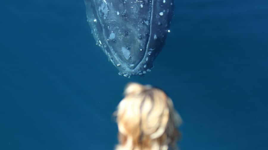 Gold Coast: Luxury Whale Watching Tour - Booking and weather advice