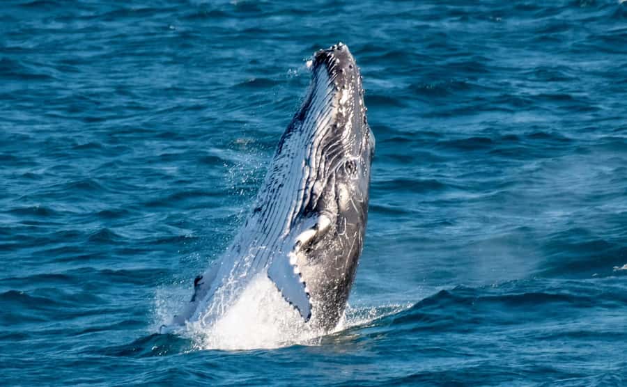 Gold Coast: Luxury Whale Watching Tour - Setting out from Marina Mirage