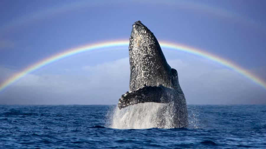 Gold Coast: Luxury Whale Watching Tour - Commentary from the marine biologist