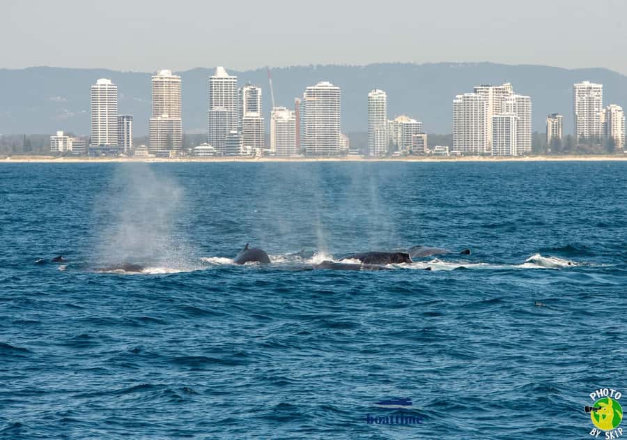 Gold Coast: Luxury Whale Watching Tour - Coffee, snacks, and the licensed bar