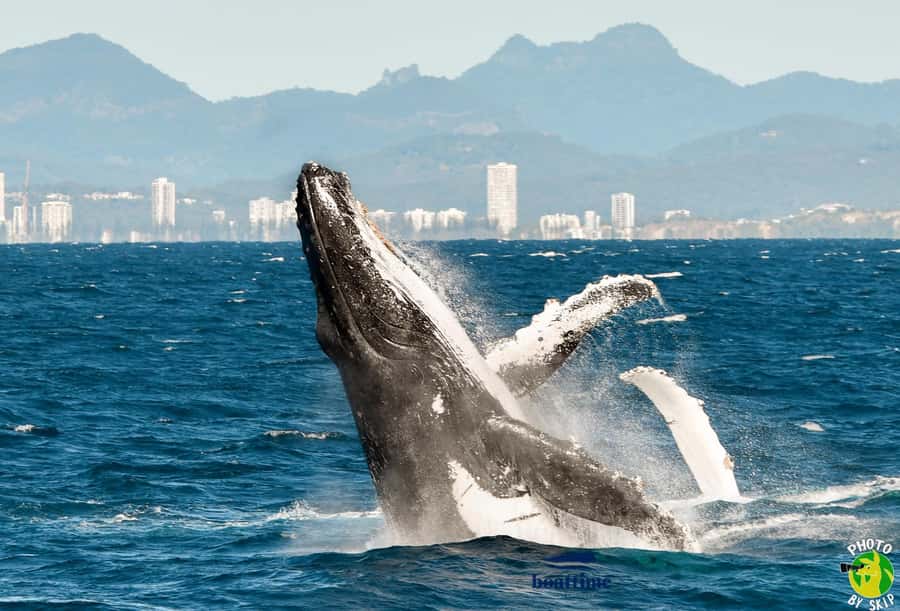 Gold Coast: Luxury Whale Watching Tour - How the 150-minute itinerary works