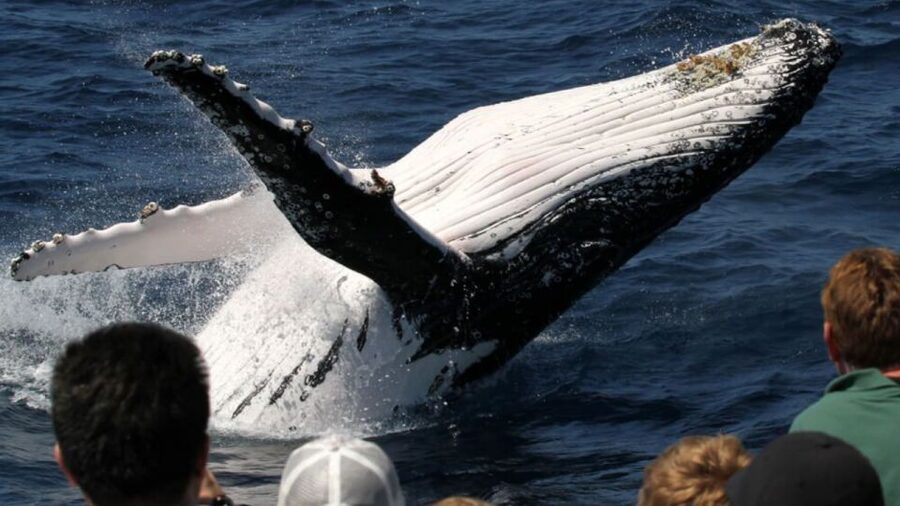 Gold Coast: Luxury Whale Watching Tour - Is $53 good value?