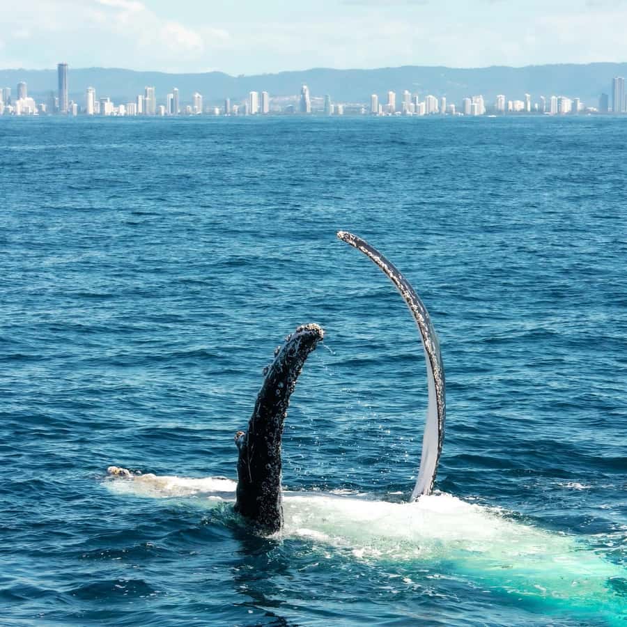 Gold Coast: Luxury Whale Watching Tour - Who will enjoy this Gold Coast whale cruise?