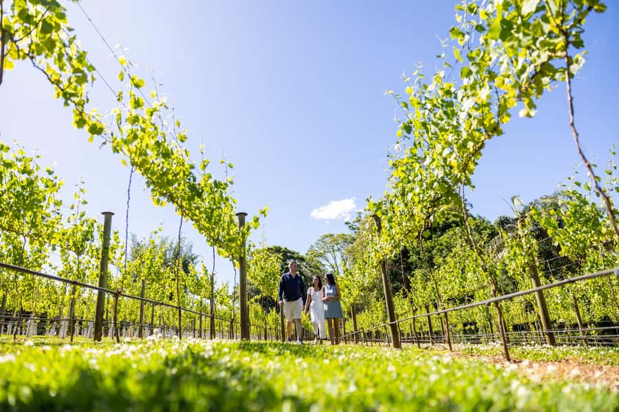 Gold Coast: Premium Wine Tour with Gourmet Lunch - Why this Gold Coast wine tour works