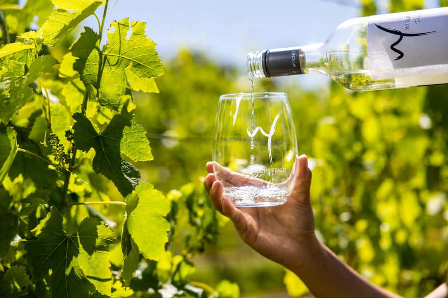 Gold Coast: Premium Wine Tour with Gourmet Lunch - Is $211 a fair price?