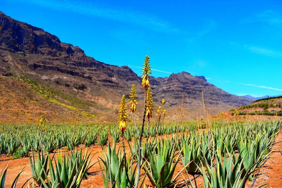 Gran Canaria: Full-Day VIP Tour by Bus - Firgas and the quieter northern side