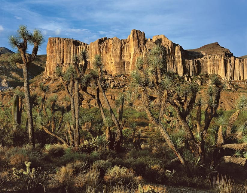 Grand Canyon Hoover Dam and Joshua Tree VIP Small Group Tour - The Joshua Tree Forest is brief but unusual