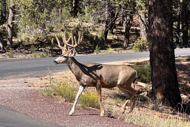 Grand Canyon Luxury Car Tour Experience - Why the guide can make the biggest difference