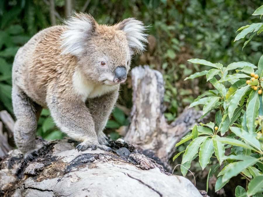 Great Ocean Road Tour PRIVATE LUXURY-FREE entry,hotel pickup - Razorback Lookout and Port Campbell National Park