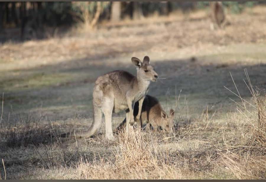 Great Ocean Road Tour PRIVATE LUXURY-FREE entry,hotel pickup - Kennet River and the wildlife chances