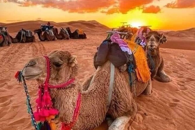 GROUP TOUR - 1 night 2 Day LUXURY Desert TRIP from FES to FES - 8 a.m. departure from Fez