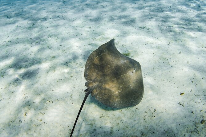 Half-Day Private Luxury Tour from Bora Bora - Stop One: Friendly Stingrays in Shallow Lagoon Water