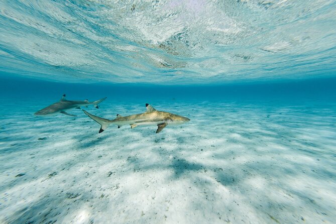 Half-Day Private Luxury Tour from Bora Bora - Is $1,125.71 a Fair Price?
