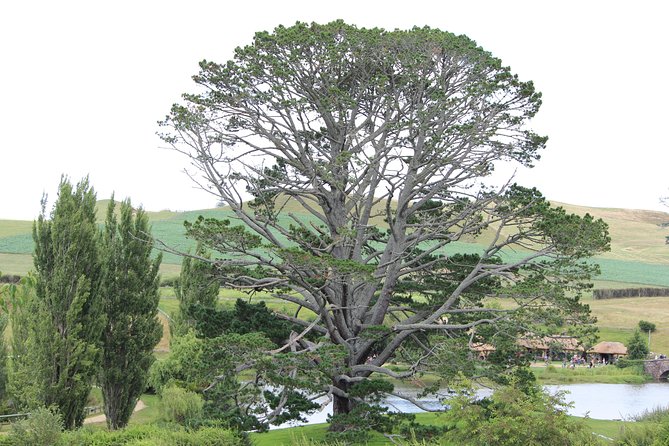 Hobbiton Afternoon Tour in Luxury Minibus from Auckland - Why the late start works well from Auckland