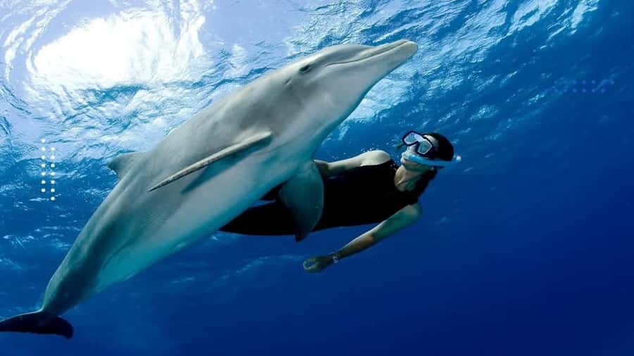 Hurghada: All-Inclusive Elite VIP Dolphin House & Massage - What the two reef stops add to the day