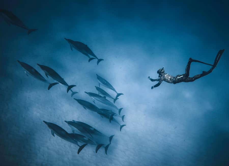 Hurghada: All-Inclusive Elite VIP Dolphin House & Massage - How good is the $45 value?