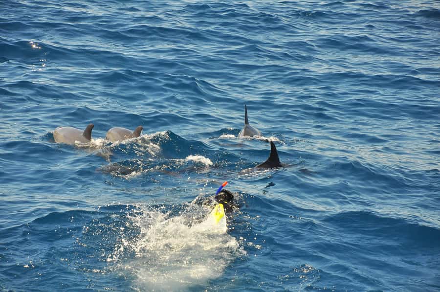 Hurghada: All-Inclusive Elite VIP Dolphin House & Massage - Weather, comfort, and what to pack