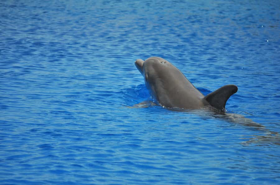 Hurghada: All-Inclusive Elite VIP Dolphin House & Massage - Reaching Dolphin House and looking for wild dolphins
