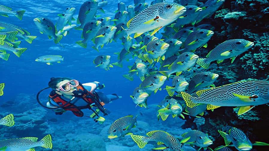 Hurghada:Luxury Diving & Snorkeling inc/Island/Lunch/Massage - Setting out from Hurghada