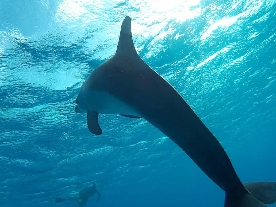 Hurghada: Luxury Orange Bay w/Snorkeling, Massage and Diving - Banana boating and free time round out the afternoon