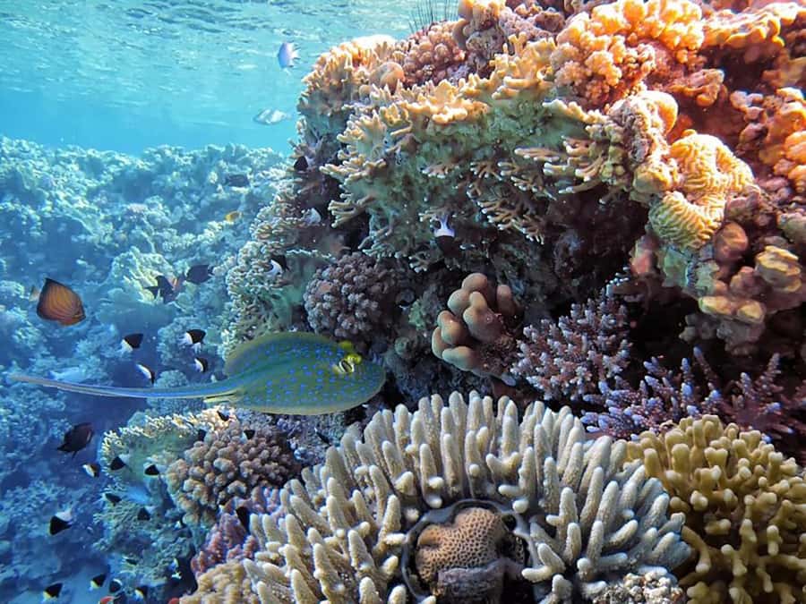 Hurghada: Luxury Private Yacht with Optional Lunch & Drinks - The second 40-minute reef stop
