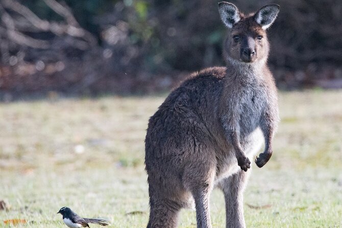 Kangaroo Island Luxury Small Group 'Island Life' Full Day Tour - What you get for $453.30
