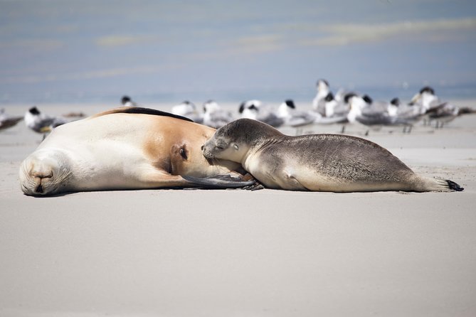 Kangaroo Island Luxury Small Group 'Island Life' Full Day Tour - Stokes Bay: a short walk with a proper reward