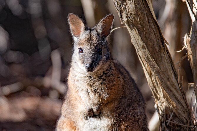 Kangaroo Island Luxury Small Group 'Island Life' Full Day Tour - Lathami Conservation Park: the best chance for a broad wildlife mix