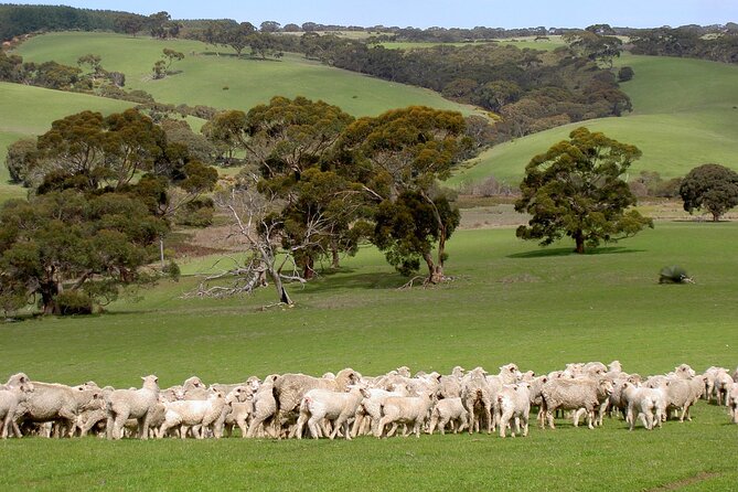 Kangaroo Island Luxury Small Group 'Island Life' Full Day Tour - Small-group transport and the guide factor