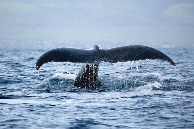Kawaihae Luxury Snorkel Cruise & Wildlife Watch with Lunch - Leaving Kawaihae on the Kohola