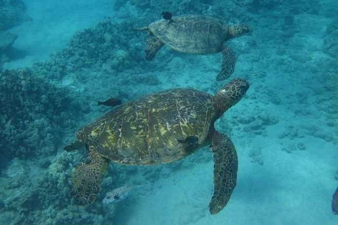 Kawaihae Luxury Snorkel Cruise & Wildlife Watch with Lunch - Lunch, Snacks, and Drinks on the Water