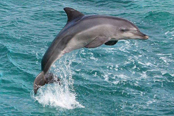 Kawaihae Luxury Snorkel Cruise & Wildlife Watch with Lunch - Why the Small Group Matters at $205