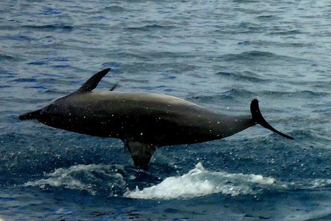 Kawaihae Luxury Snorkel Cruise & Wildlife Watch with Lunch - Crew Care and the Overall Mood