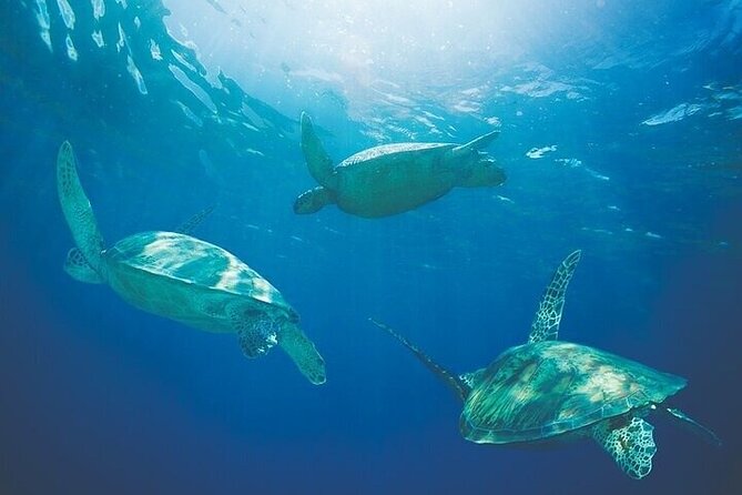 Kawaihae Luxury Snorkel Cruise & Wildlife Watch with Lunch - Wildlife Watching Along the Kohala Coast