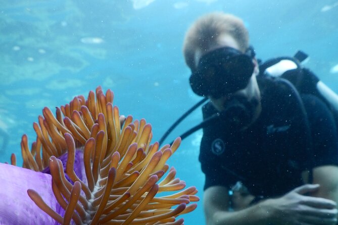 Koh Tao VIP Snorkelling Tour - Why this Koh Tao trip costs more