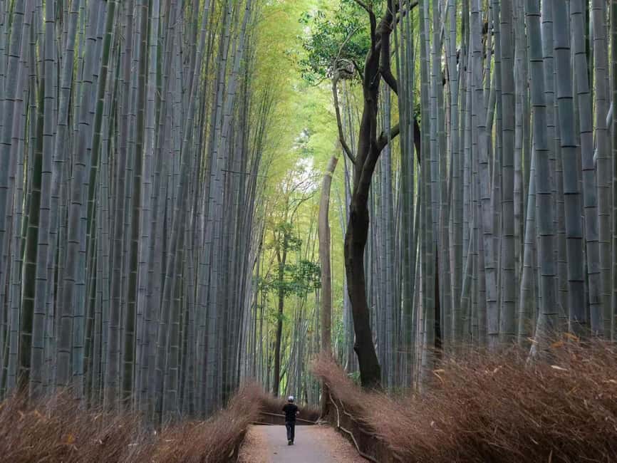 Kyoto & Nara Private Luxury Car Tour: Encounter with Deer - Key points at a glance