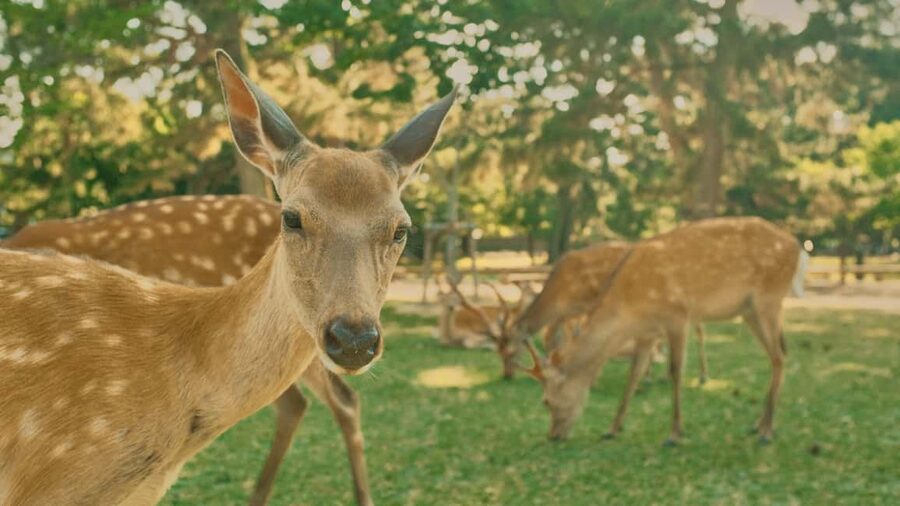 Kyoto & Nara Private Luxury Car Tour: Encounter with Deer - Crossing to Nara and Todaiji Temple
