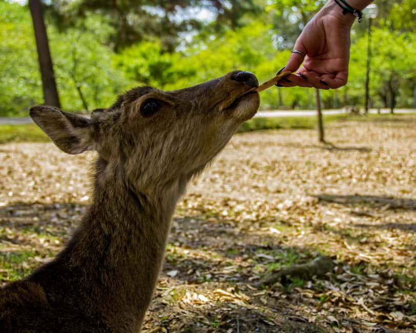Kyoto & Nara Private Luxury Car Tour: Encounter with Deer - Timing, crowds, and the ten-hour limit