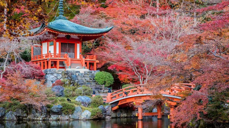 Kyoto:Private Tour/Luxury Vehicle with Guide & photographer - A Driver-Guide Who Can Also Handle Photos