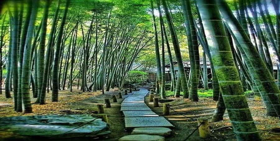 Kyoto:Private Tour/Luxury Vehicle with Guide & photographer - Is $407 Good Value for Six People?
