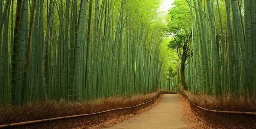 Kyoto:Private Tour/Luxury Vehicle with Guide & photographer - Arashiyama Bamboo Forest: Beautiful, Brief, and Popular